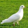ahmed_90_80