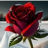 ahh_senvarya_sen
