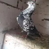 gjigandipellumbaposte