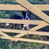 collicottcollies