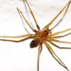 spiderr2000