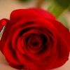 assadalshami1234