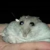 llllll_lll4
