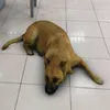 dog_caramelo.putasso