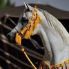 abu_kaled10