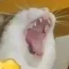 salenye