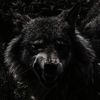 unknown_ischus