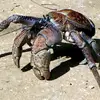 thecoconutcrab