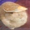 hooughdough