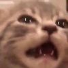 jwaaaaahra