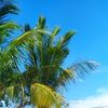 blue_navy_