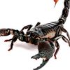 bloodscorpion88