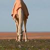 alqahteni