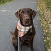 remingtonthechocolatelab