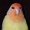 lemon.office