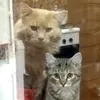 svetlay_77