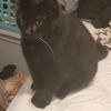 mykitties7