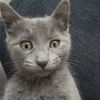 grey.31_7