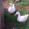 chicktesta
