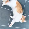 muselkclips