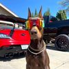 Maverick