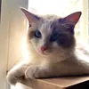 missparisina