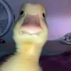 mr_rex_es