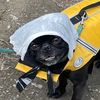 vevyletalipug