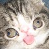 meekpolecat