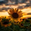 user1310200252