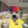 matt_8v