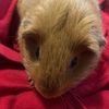 mypatatoguinuapigs