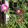 wildiceplant