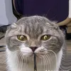 colye_