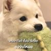 pig_445