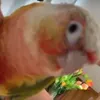 parrotnamedstefan