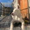 kratos_husky1