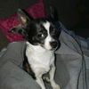 greta_mein_seelenhund