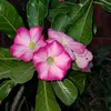 suelimota268
