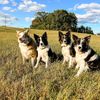 rebelcaninecrew