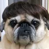 ehsilagalv