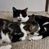 livingcheesestring