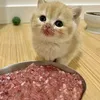 carne_da_cannone