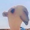 ريان العدل🐏تربية المواشي🌴🐪