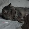 afnansadoun_15