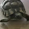 tortue71