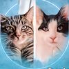 tabitha_the_tabby