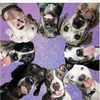 mustrescuedogs