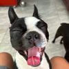 xylon.maya_bostonterrier
