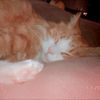shelly_belly1.2